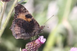 Aglais (Aglais urticae)