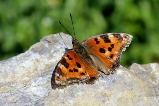 Sar Ayakl Nimfalis (Aglais xanthomelas)