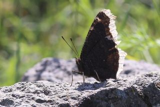 Sar Bandl Kadife (Inachis antiopa)