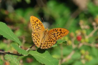 Cengaver (Argynnis paphia)