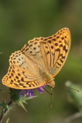 Bahadr (Argynnis pandora)