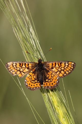 Nazuum (Euphydryas aurinia)