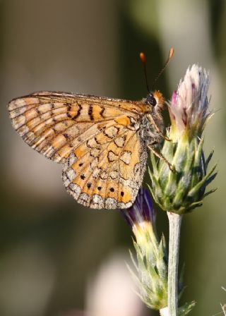 Nazuum (Euphydryas aurinia)