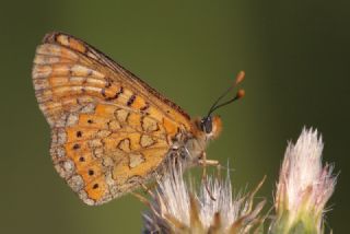 Nazuum (Euphydryas aurinia)