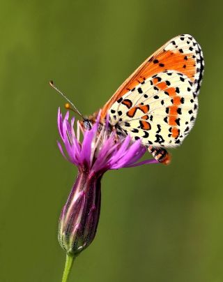 Benekli parhan (Melitaea didyma)