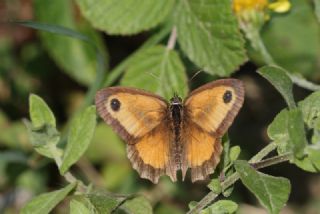 Pironiya (Pyronia tithonus)