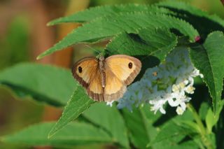 Pironiya (Pyronia tithonus)