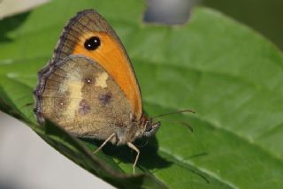 Pironiya (Pyronia tithonus)