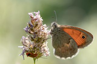 Kk Zpzp Perisi (Coenonympha pamphilus)