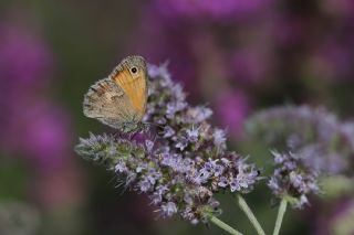 Kk Zpzp Perisi (Coenonympha pamphilus)