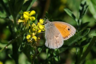 Kk Zpzp Perisi (Coenonympha pamphilus)