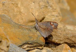 �itlembik Kelebe�i&nbsp;(Libythea&nbsp;celtis)