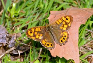 Karanl�k Orman Esmeri&nbsp;(Pararge&nbsp;aegeria)