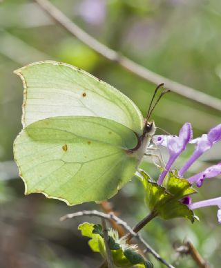 Anadolu Orakkanad (Gonepteryx farinosa)