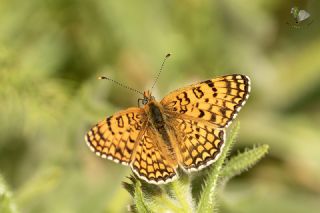 Benekli B�y�k �parhan&nbsp;(Melitaea&nbsp;phoebe)