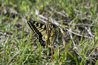 K�rlang��kuyruk&nbsp;(Papilio&nbsp;machaon)