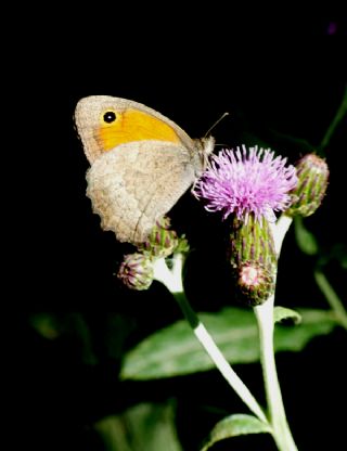 Kk Esmerperi (Hyponephele lycaon)