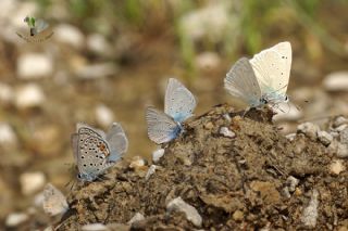 Çokgözlü Gümüş Mavi (Albulina loewii)