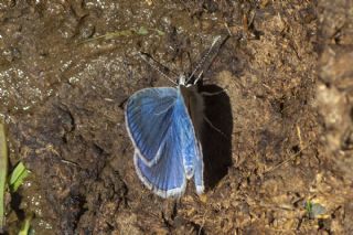 Çokgözlü Poseydon Mavisi (Polyommatus poseidon)