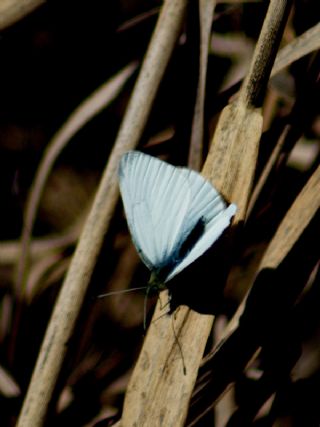 Kk Beyazmelek (Pieris rapae)