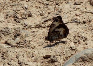 Anadolu Yalanccads (Pseudochazara anthelea)