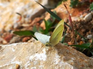 Kk Beyazmelek (Pieris rapae)