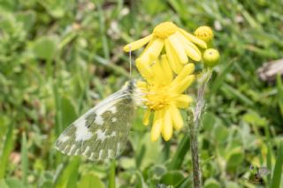 ? Tan�ms�z T�r&nbsp;(n/a&nbsp;NA)