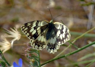 Anadolu Melikesi (Melanargia larissa)