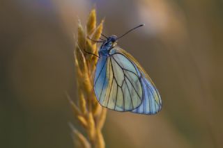 Al Beyaz (Aporia crataegi)