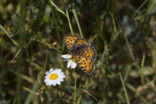 Gzel parhan (Melitaea trivia)