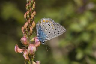 okgzl Mavi (Polyommatus icarus)