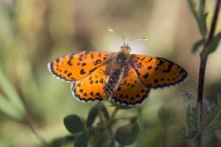 Gzel parhan (Melitaea trivia)