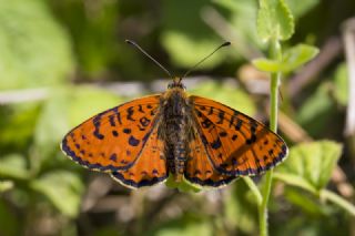 Benekli parhan (Melitaea didyma)