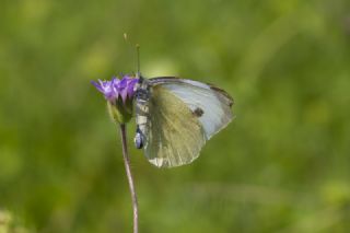 Byk Beyazmelek  (Pieris brassicae)