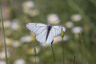 Al Beyaz (Aporia crataegi)