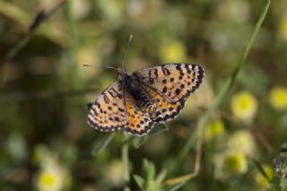 Benekli parhan (Melitaea didyma)