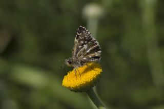 Kzl Zpzp (Spialia orbifer)