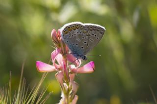 okgzl Mavi (Polyommatus icarus)