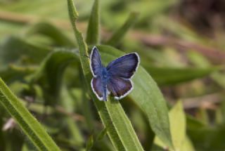 Gm Lekeli Esmergz (Plebejus argus)