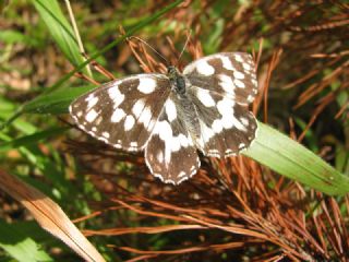 Orman Melikesi (Melanargia galathea)