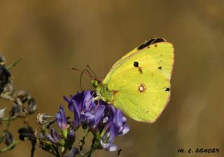 Sar Azamet (Colias croceus)