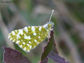 Da Oykls (Euchloe ausonia)