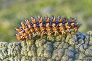 Gzel parhan (Melitaea trivia)