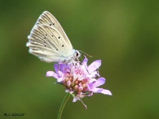 okgzl Dafnis (Polyommatus daphnis)