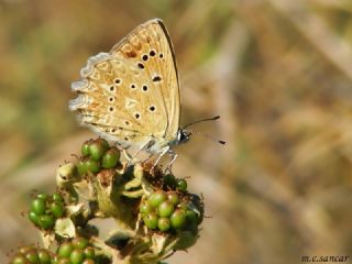 okgzl Dafnis (Polyommatus daphnis)