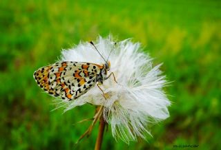 Gzel parhan (Melitaea trivia)