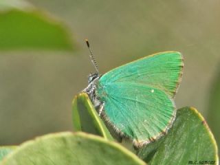 Zmrt (Callophrys rubi)