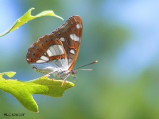 Akdeniz Hanmeli Kelebei (Limenitis reducta)