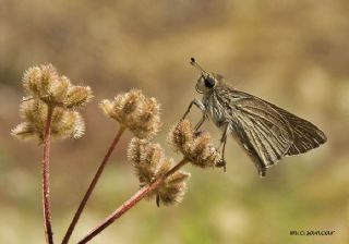 Nostrodamus (Gegenes nostrodamus )