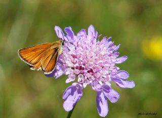 Sar Antenli Zpzp (Thymelicus sylvestris)